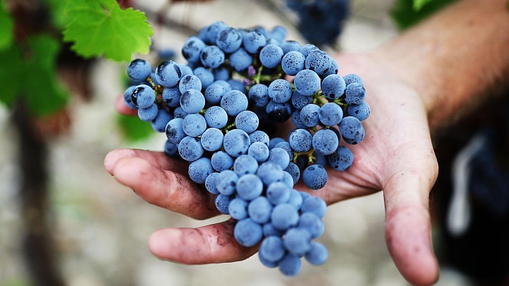 Ковальчук рассказал, как генетика винограда поможет российским виноделам