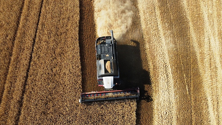 Минсельхоз сохранил прогноз по урожаю зерна в 2025 году